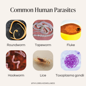 thumbnail image 2 of PL Nutrition Parasite Cleanse Detox - Anti-Parasite Complex With Cranberry, 60 Capsules 2 of 13
